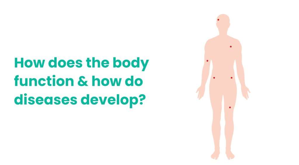 How does the body function and how do diseases develop?