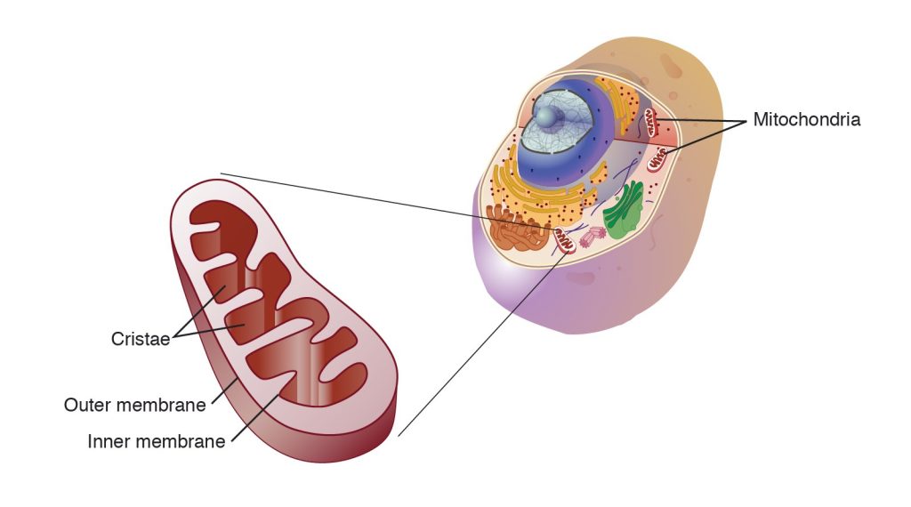 mitochondria